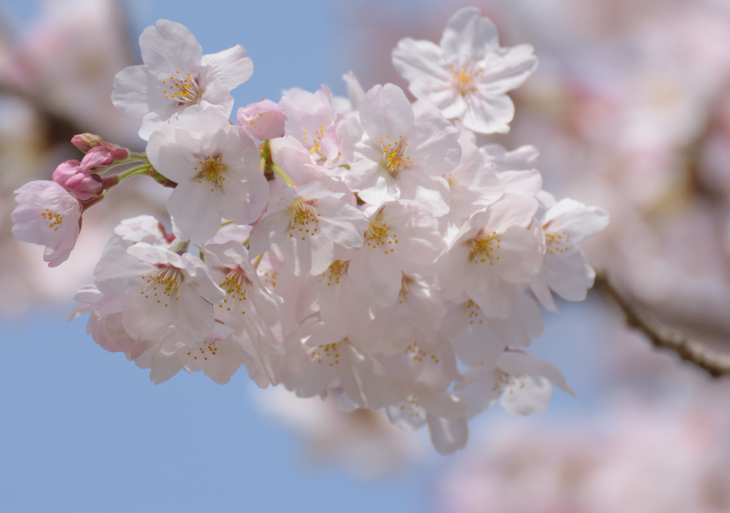 桜色