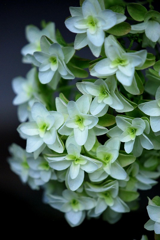 紫陽花