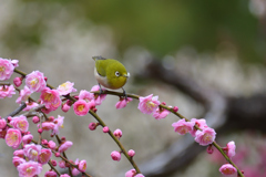 一気に満開