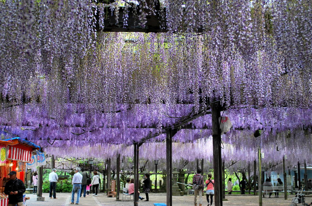 purple gradation