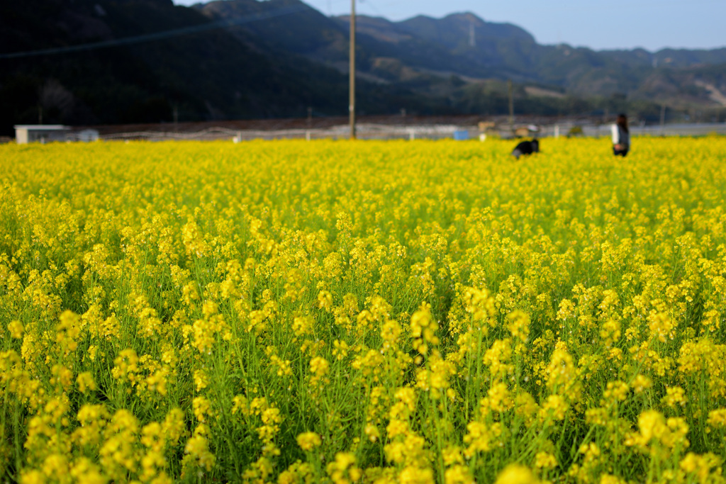 夕暮れの菜の花畑