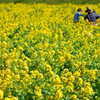 菜の花畑