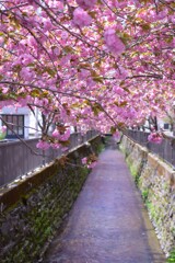 川沿いの八重桜並木