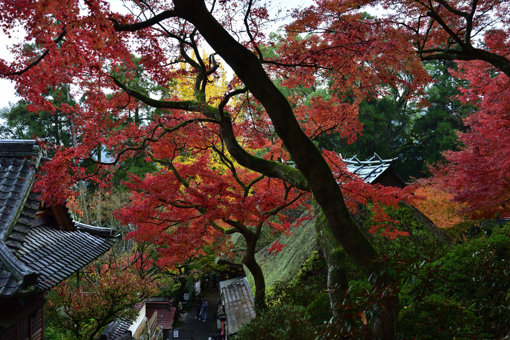 茅葺屋根と紅葉