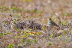 地上のビンズイ