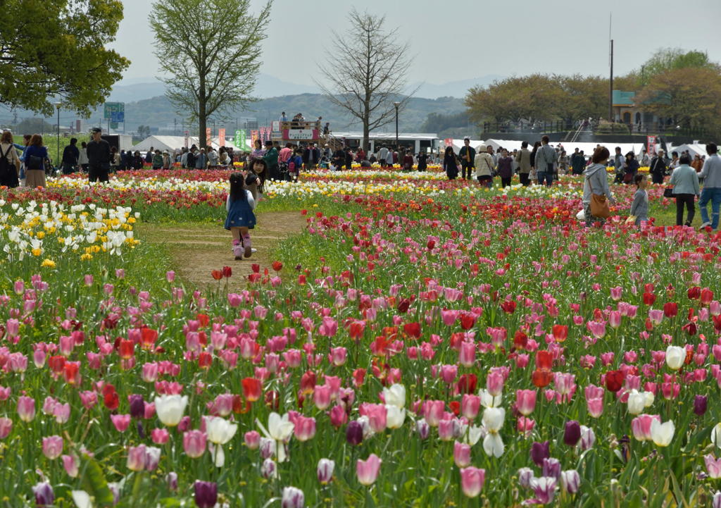 お花畑に誘われて