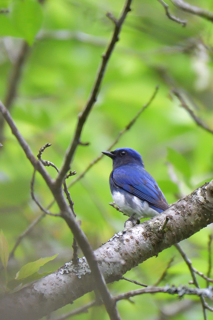 鳴かないオオルリ