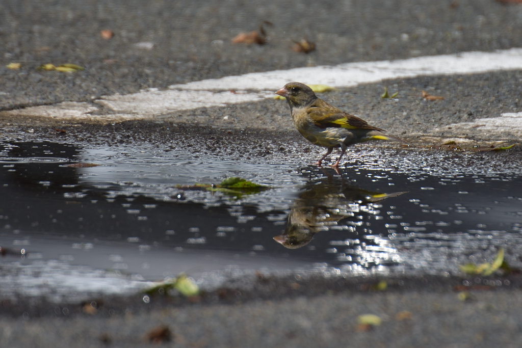 水を求めて