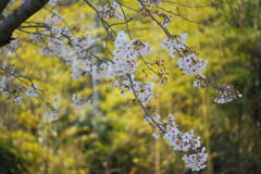 桜　屏風