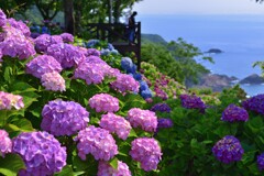 桃源郷岬の紫陽花