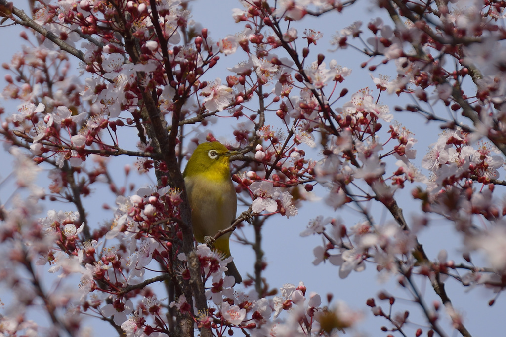 何の花？
