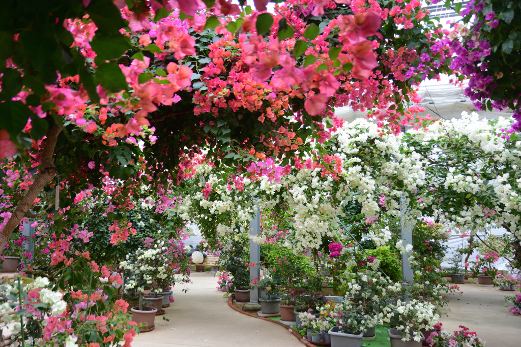 ブーゲンビリアの花園