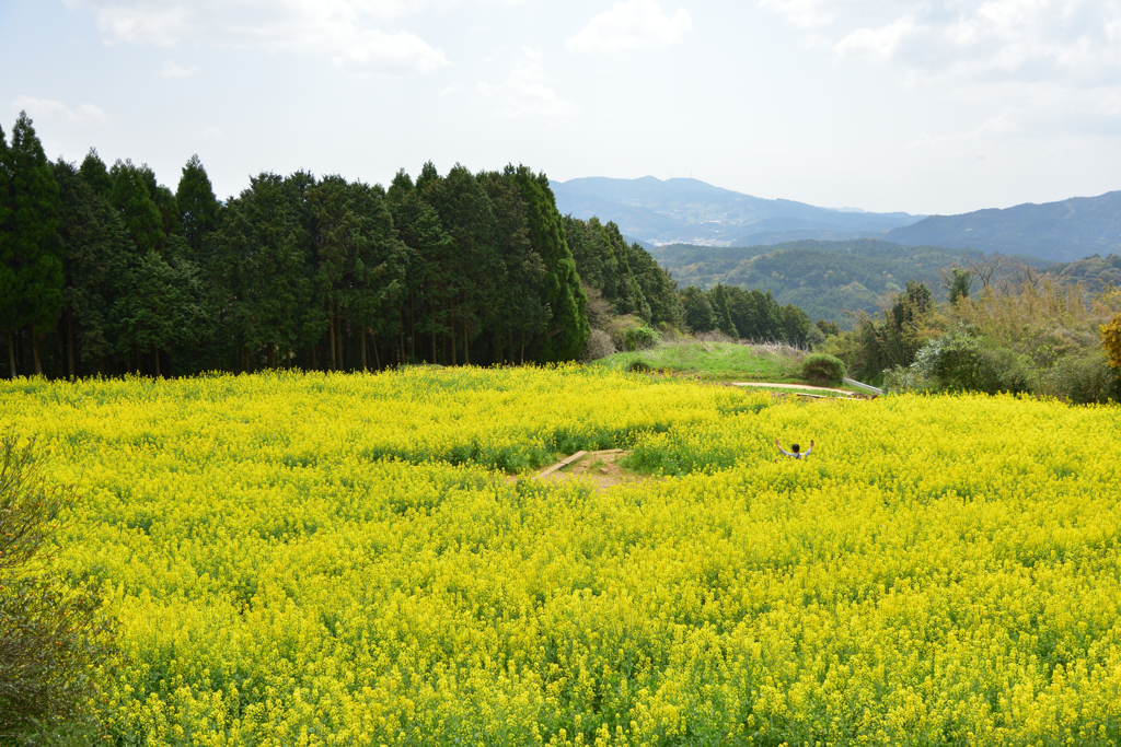 菜の花畑でポーズ