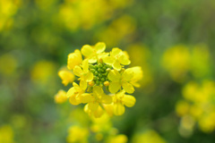 河川敷の菜の花