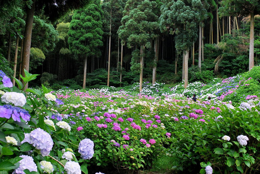 千光寺　紫陽花（7）