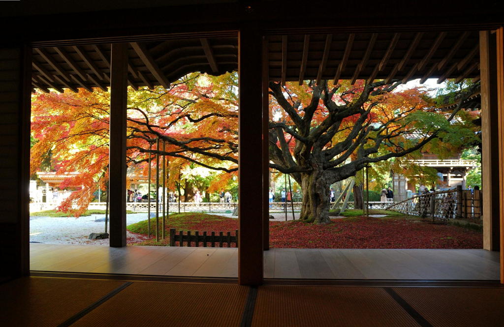 雷山千如寺大悲王院の大カエデ(１) 　