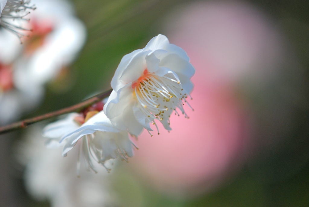 花ぼんぼり