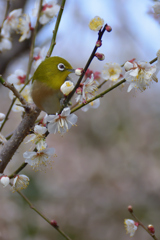 魅惑の眼差し