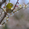 魅惑の眼差し