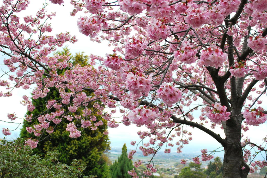 桜の舞