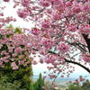 桜の舞