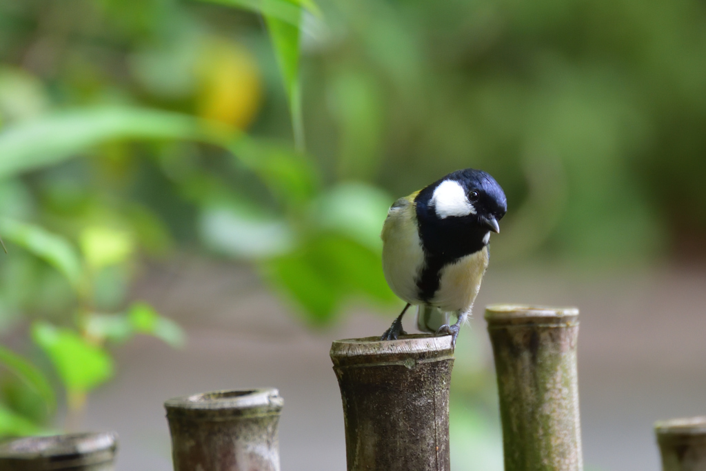 鳥のいる風景