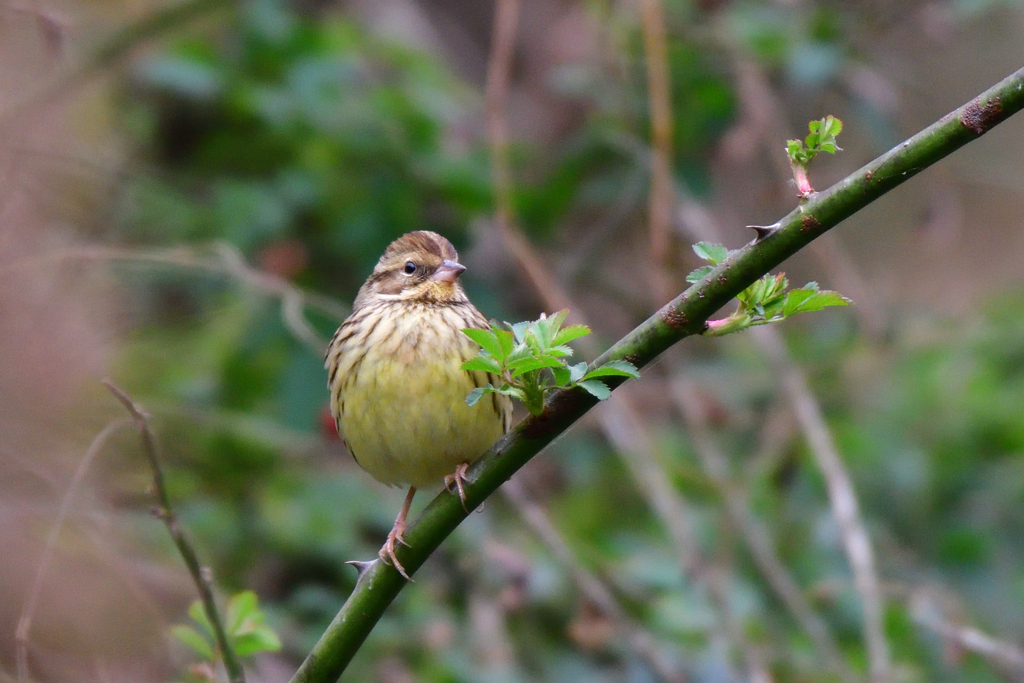 ぷっくりアオジ