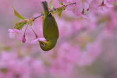 蜜の味