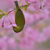 蜜の味