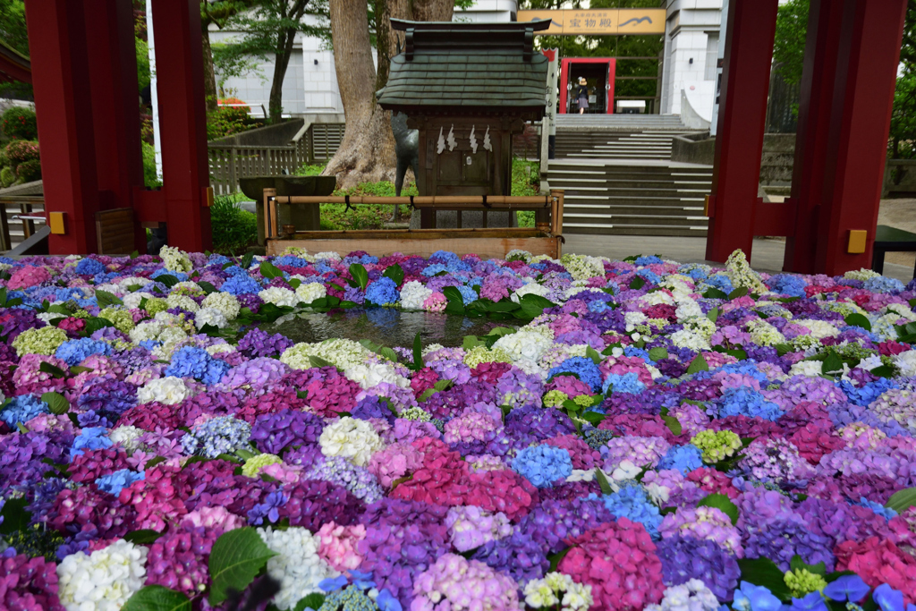 紫陽花の花手水