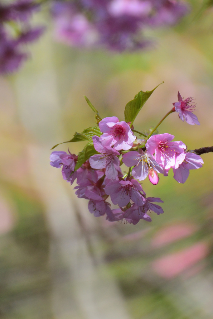 桜を愛でる