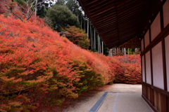 呑山観音寺のドウダンツツジ