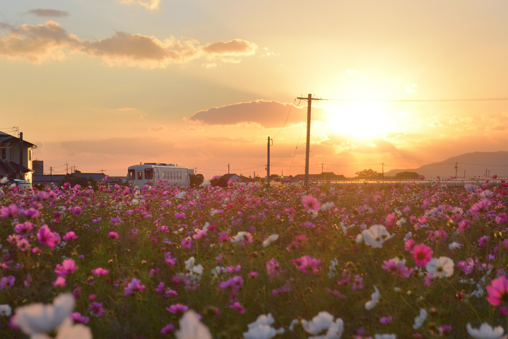 夕焼けコスモス列車