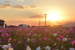夕焼けコスモス列車