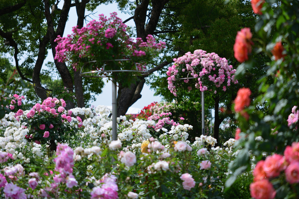 花園