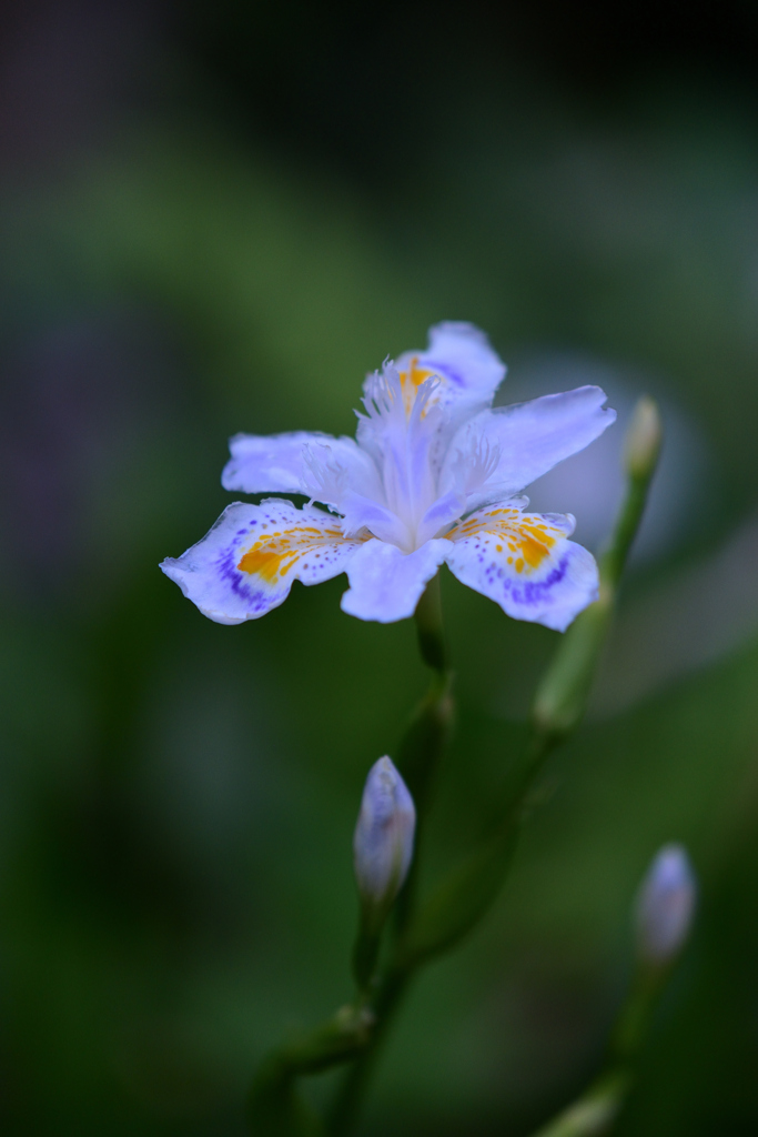 いつもある花