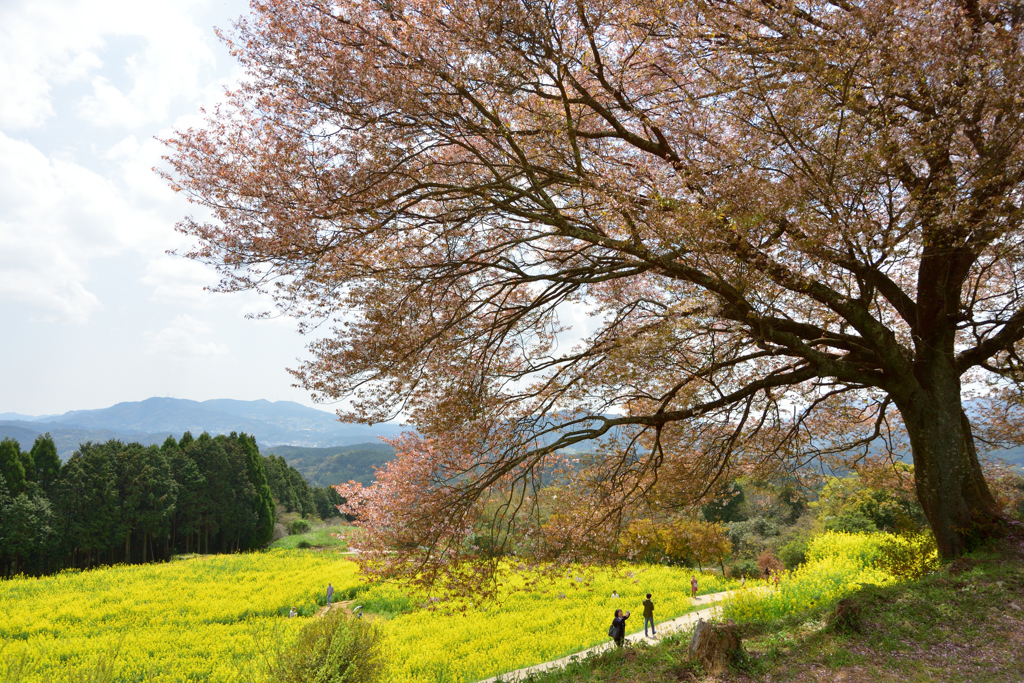 見守る桜