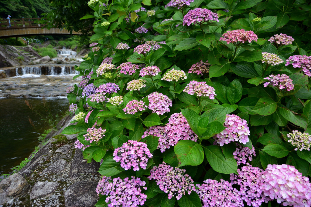 紫陽花の町