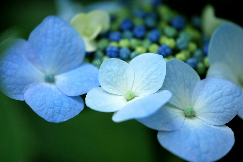 紫陽花