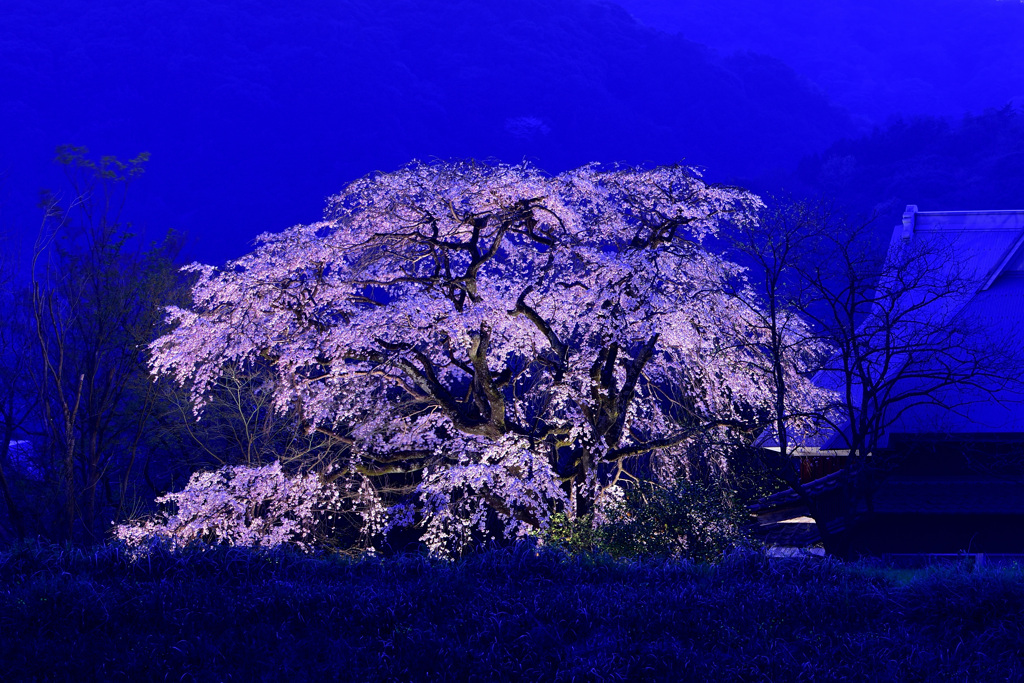 宝珠寺のヒメシダレザクラ