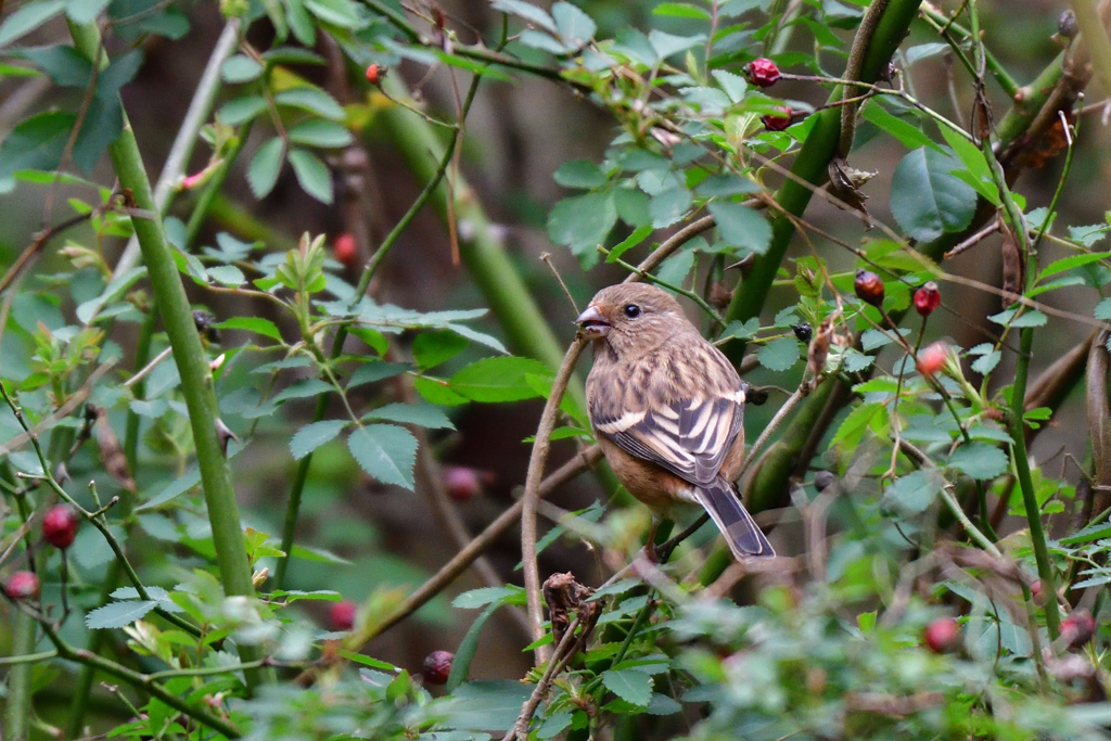野ばらの赤い実