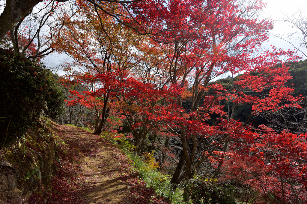 紅葉登山