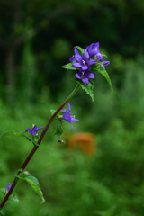 山野草園にて