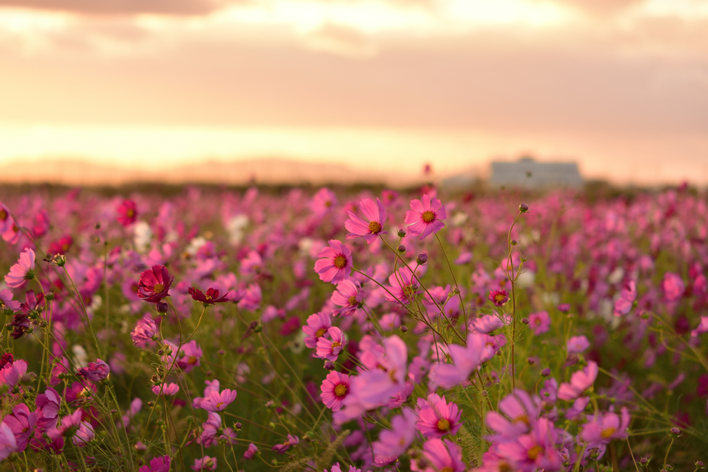 夕暮れのコスモス