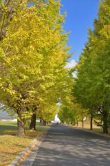 朝倉農業高等高校跡地のイチョウ並木