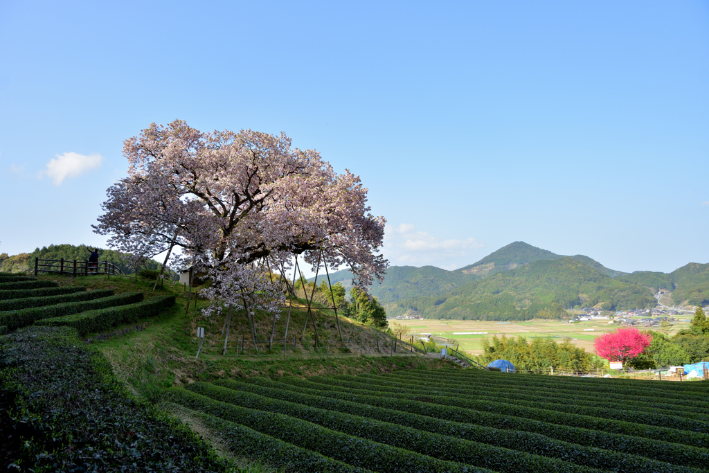 茶畑に咲く一本桜