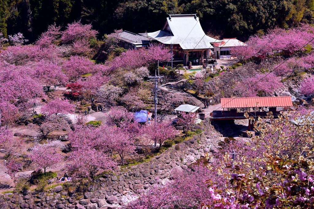 桜の雲海