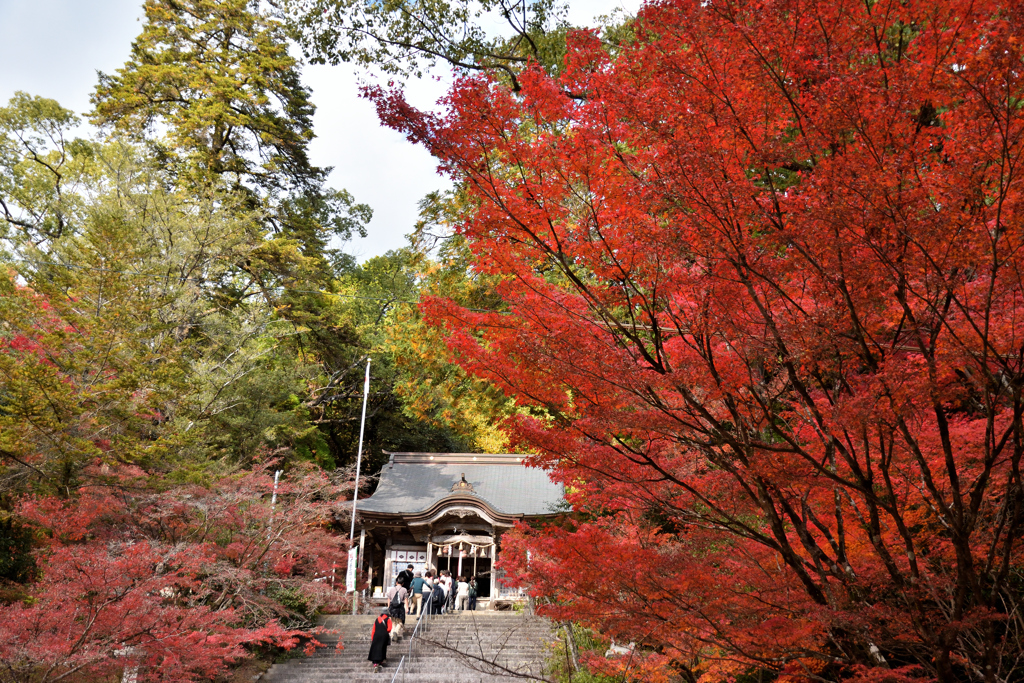 紅葉巡りは赤い服