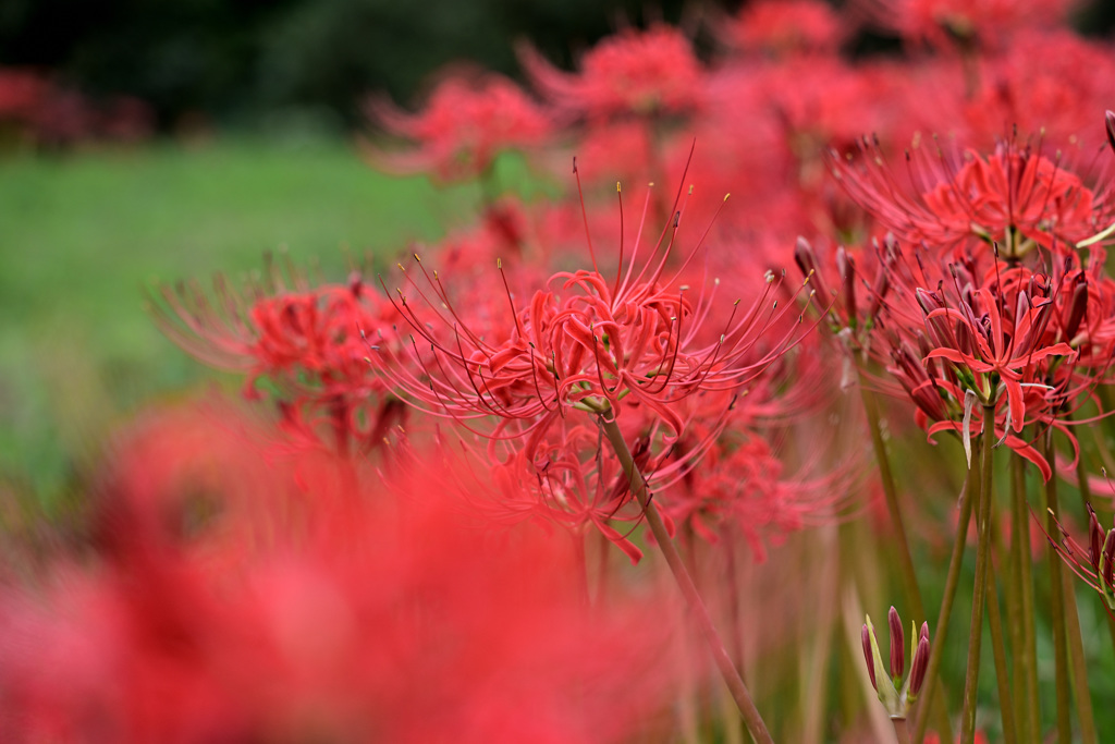 Lycoris