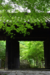 新緑の黒門